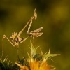 Kudlanka vyzabla - Empusa pennata - conehead mantis 5732